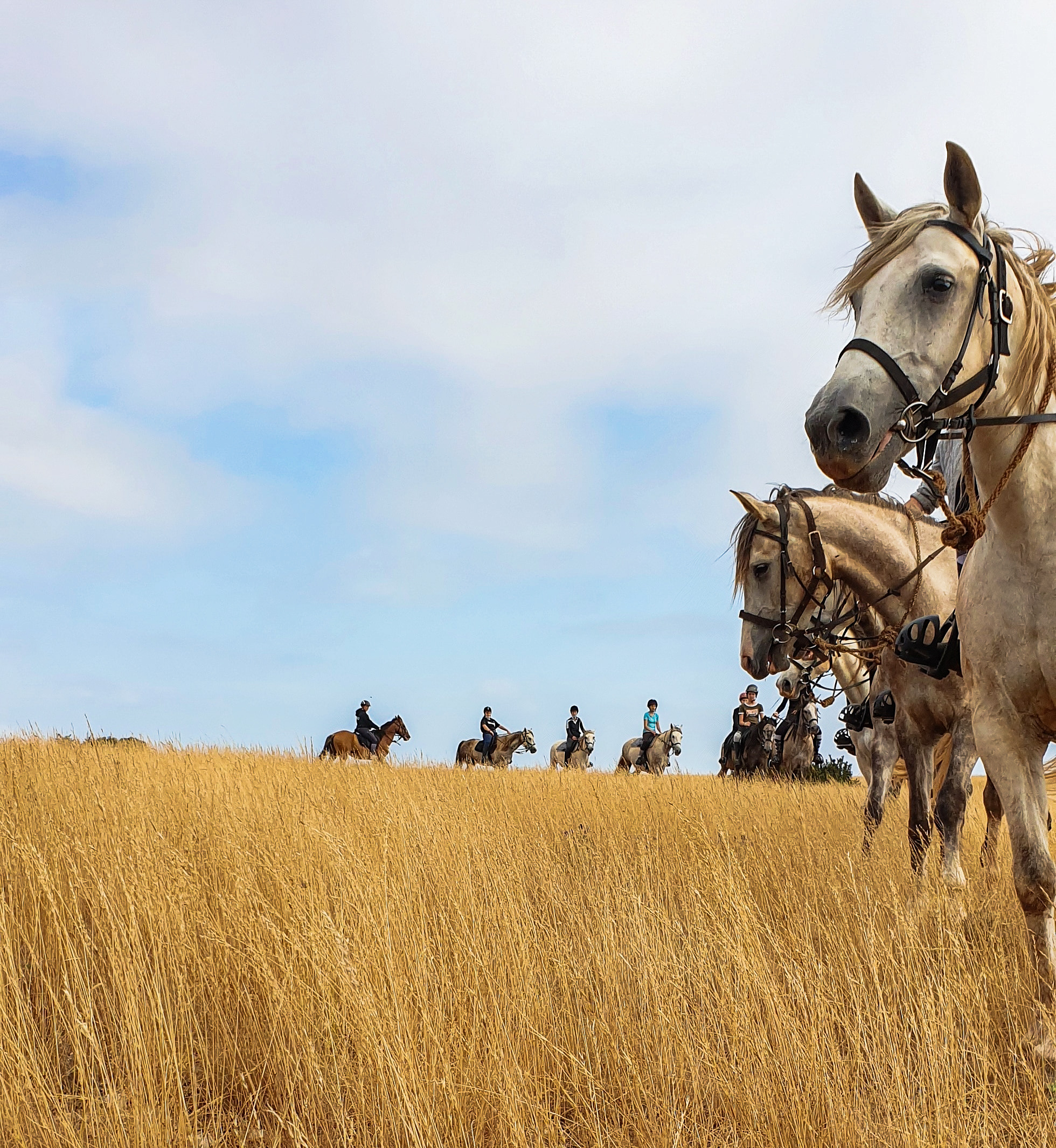 nomadrandoacheval colonne chevaux randonner sejour nature larzac nomad