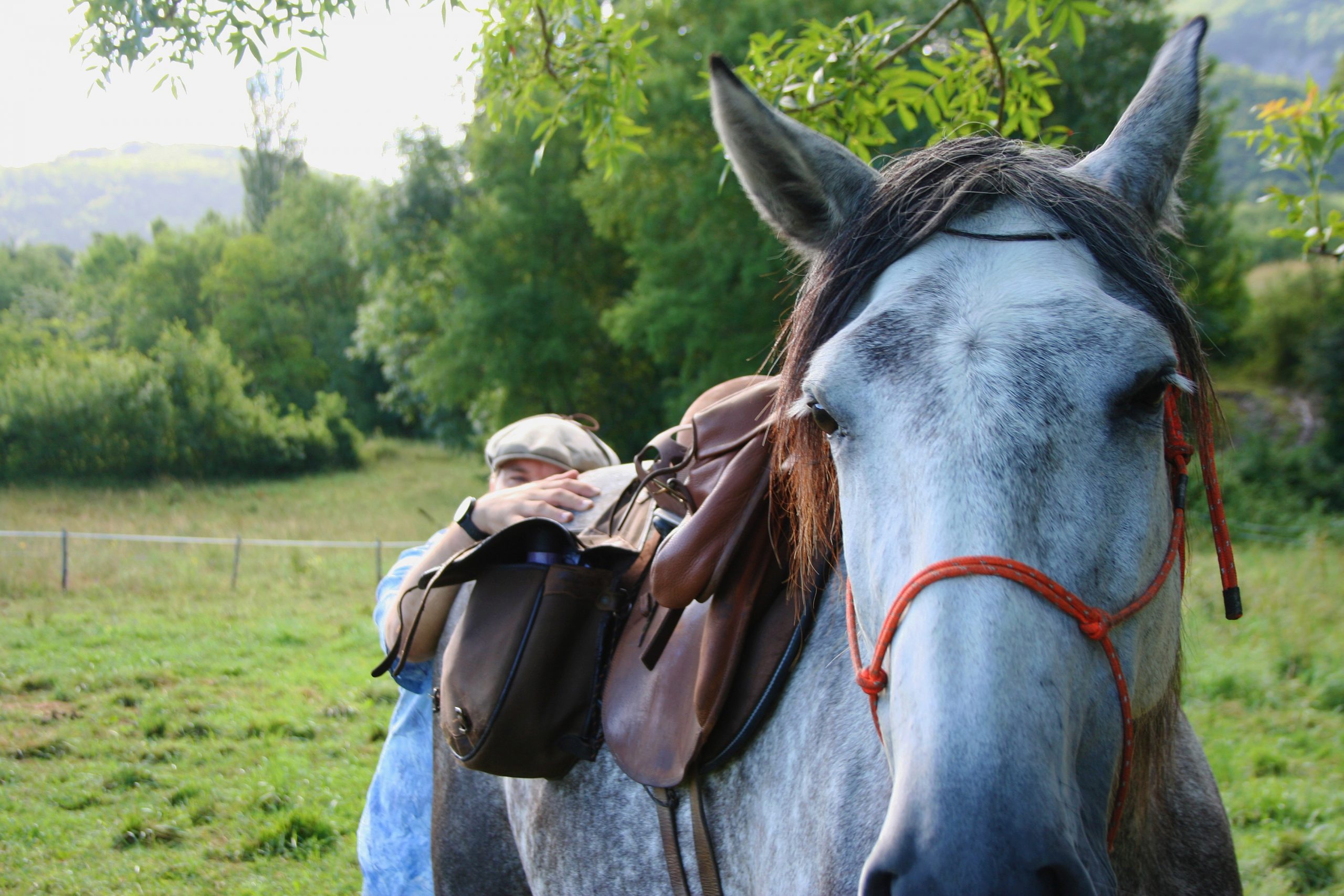 nomadrandoacheval cheval cavalier calin nature bien etre animal
